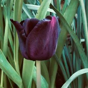 Paul Scherer Tulip (Tulipa Paul Scherer) Img 4